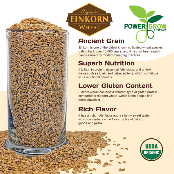 Einkorn Wheat - 100% Organic Einkorn Whole Grain Wheat – PowerGrow 