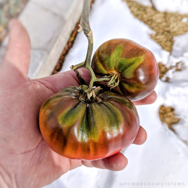 Martian Giant Slicer Heirloom Certified-Organic Tomato Seed