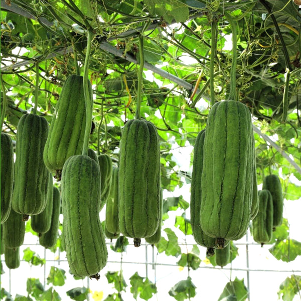 LUFFA big sponge - Thelandofcorfu