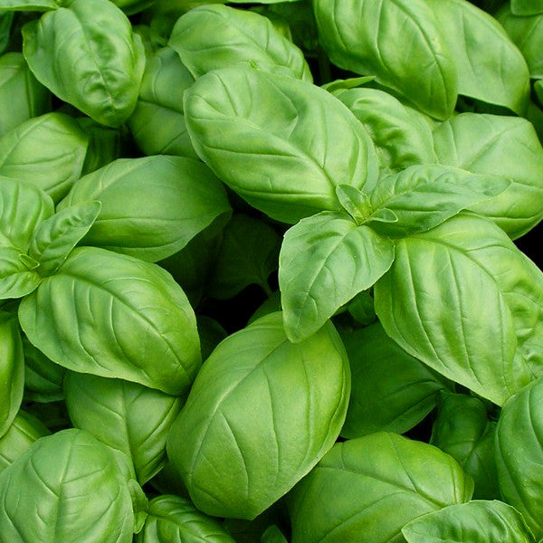 Large Leaf Italian Basil 100 seeds PowerGrow Systems Utah