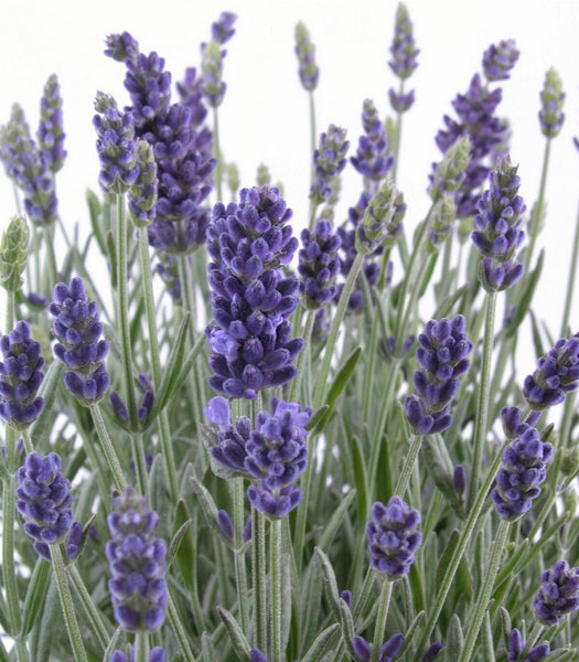  HOME GROWN Semillas de lavanda inglesa prémium, 1500 semillas  de hierbas sin OMG, Semillas de flores silvestres de origen estadounidense  para plantar en interiores y exteriores, Alta germinación