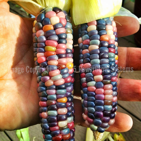 Heirloom Organic Indian Corn Seeds (Aka Glass Gem Corn) – theseedvault